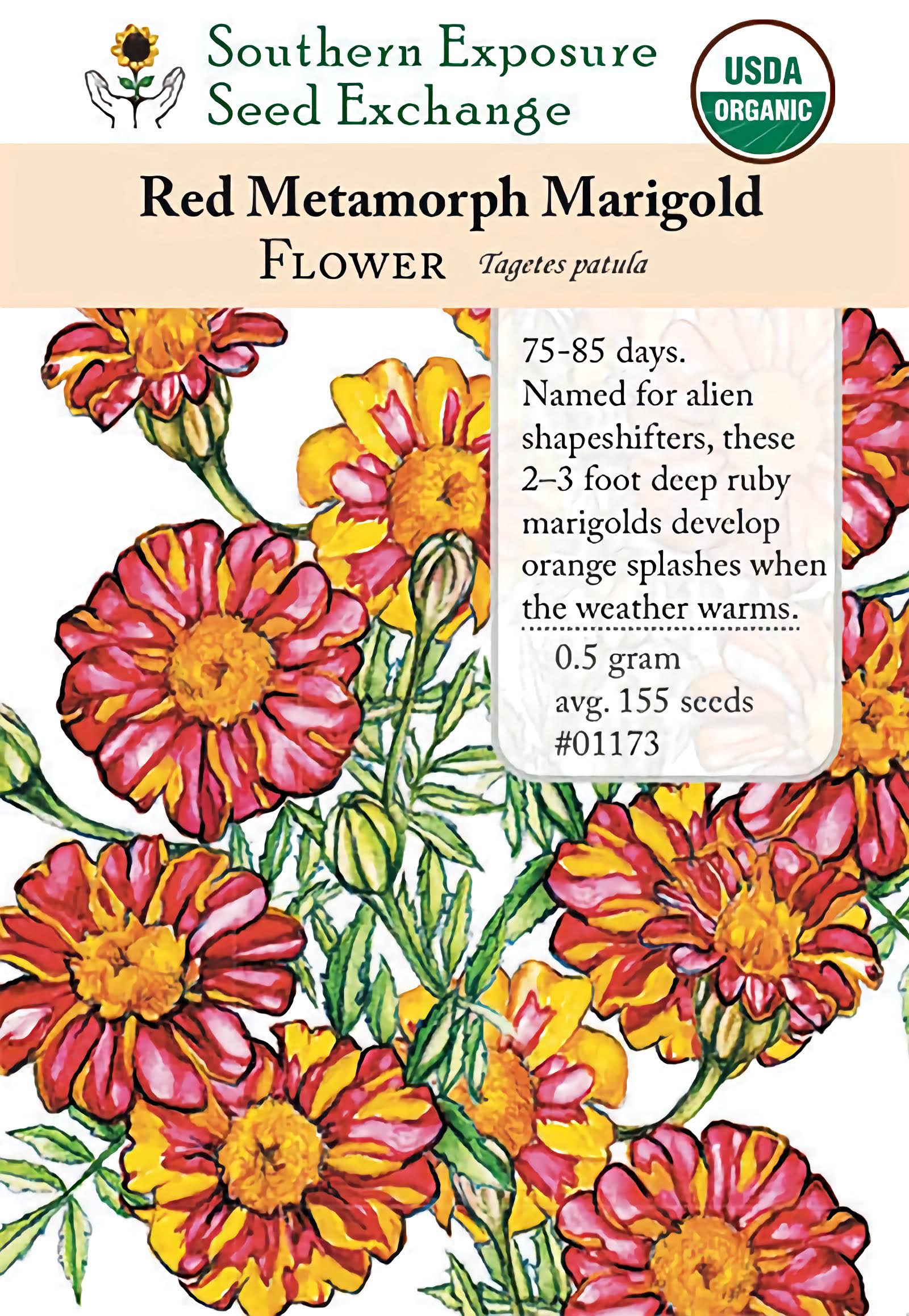 red marigold flower seed Marigold, Red Metamorph