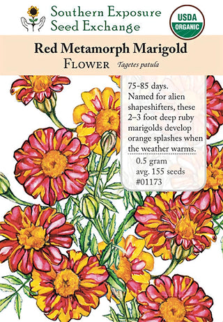 01173 - Marigold, Red Metamorph