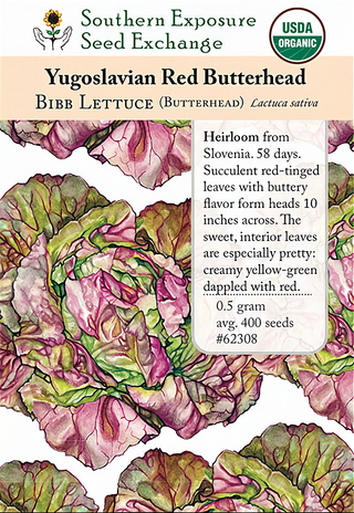 62308 - Yugoslavian Red Butterhead