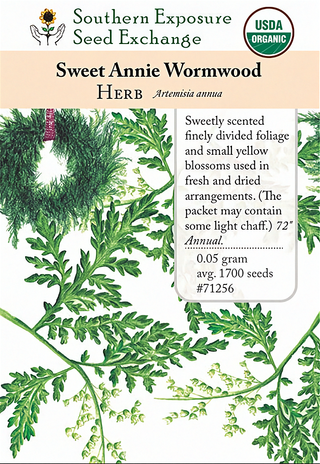 71256 - Wormwood, Sweet (Sweet Annie)