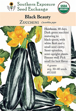 53105 - Zucchini, Black Beauty