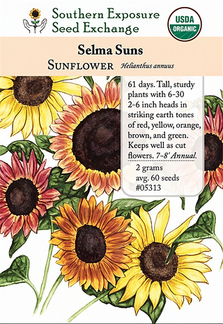 05313 - Selma Suns
