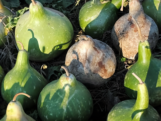 54109 - Birdhouse Gourd, Bradshaw's
