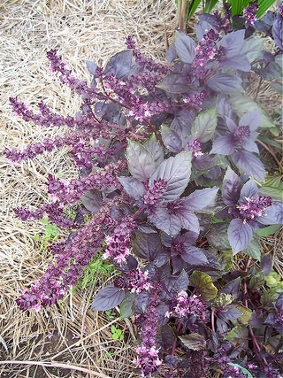 71103 - Basil, Dark Opal