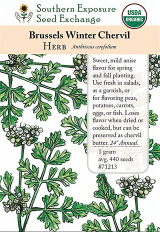 71213 - Chervil, Brussels Winter