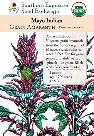 72103 - Mayo Indian Amaranth