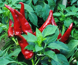 46117 - Hungarian Paprika