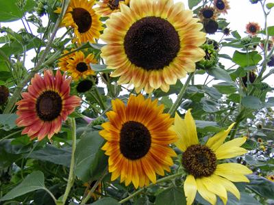 05309 - Sunflower, Evening Sun
