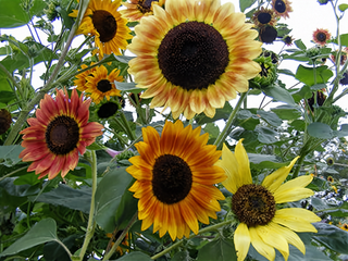 05313 - Selma Suns