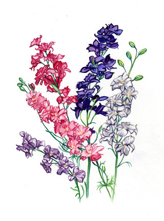 01169 - Larkspur, Galilee Mix