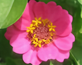 01127 - Thumbelina Zinnia