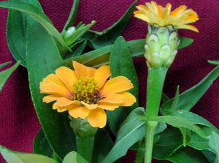 01125 - Zinnia, Peruviana Yellow