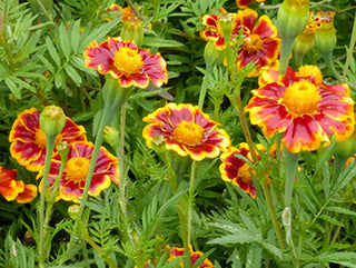 01153 - Marigold, Frances's Choice