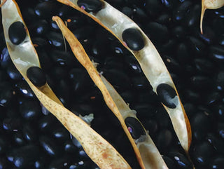 13407 - Black Turtle