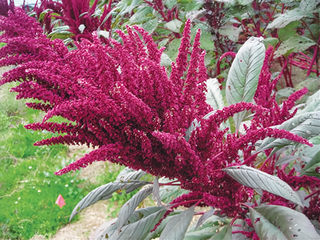 72103 - Mayo Indian Amaranth