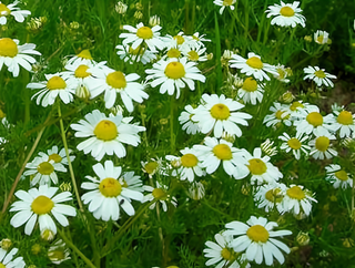 71212 - Chamomile, German