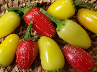 46529 - Jaloro Jalapeño