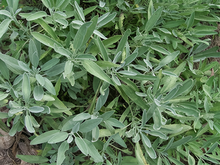 71241 - Sage, Broadleaf