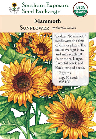 05106 - Sunflower, Mammoth