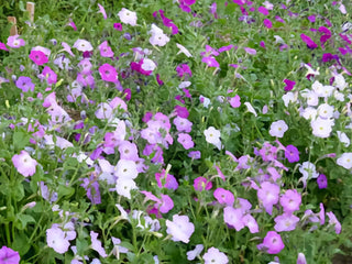01157 - Petunia, Balcony