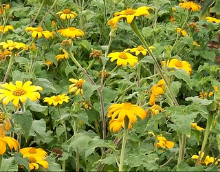 01123 - Tithonia, Yellow Torch