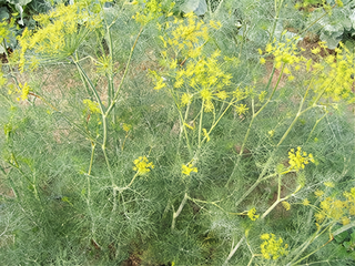 71221 - Dill, Bouquet