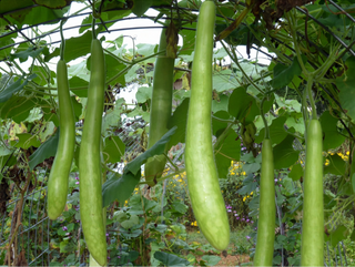 54503 - Cucuzzi (Zuchetta, Guinea Bean)