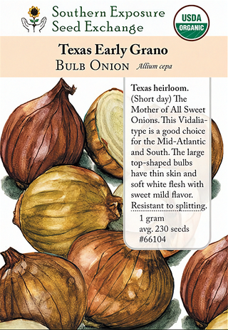 66104 - Texas Early Grano