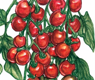 49136 - Red Cherry (Old Fashioned Red)