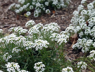 01180 - Sweet Alyssum