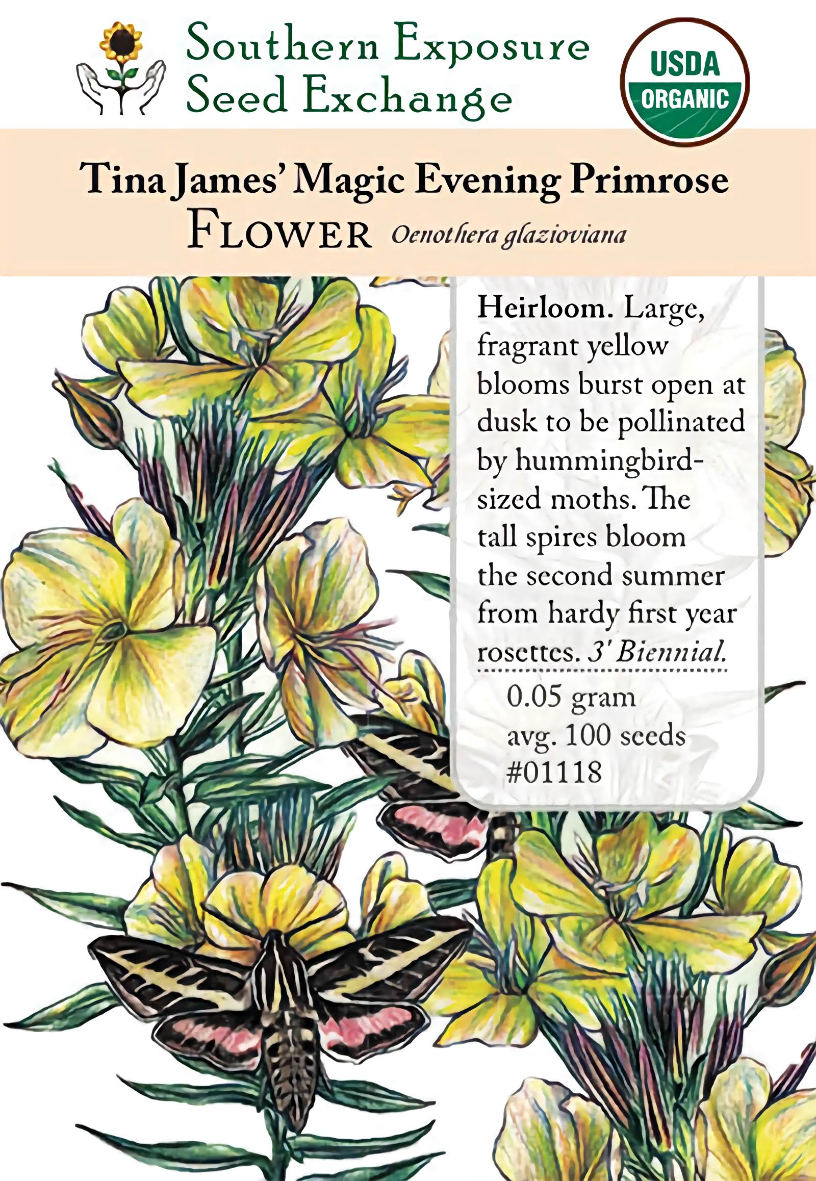 evening primrose flower seeds 01118 - Evening Scented Primrose, Tina James' Magic – Southern Exposure Seed Exchange
