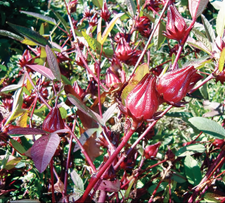 71301 - Roselle, Thai Red