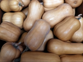 53621 - South Anna Butternut Winter Squash