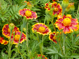 01153 - Marigold, Frances's Choice