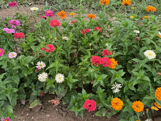 01223 - Zinnia California Giants