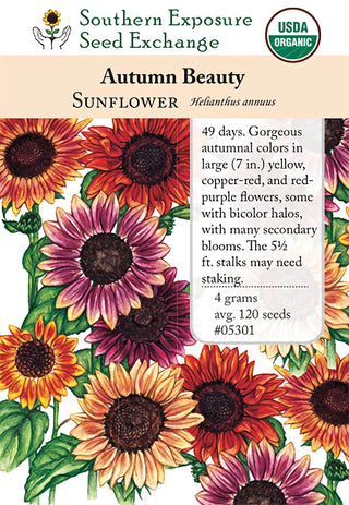 05301 - Sunflower, Autumn Beauty