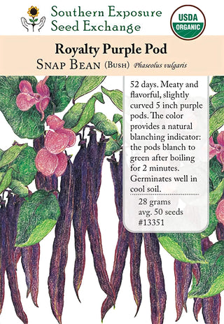 13351 - Royalty Purple Pod