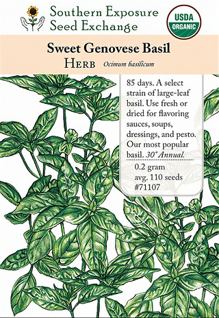 71107 - Basil, Sweet Genovese
