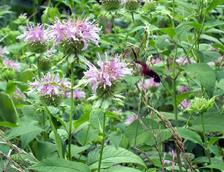 71204 - Bergamot, Wild