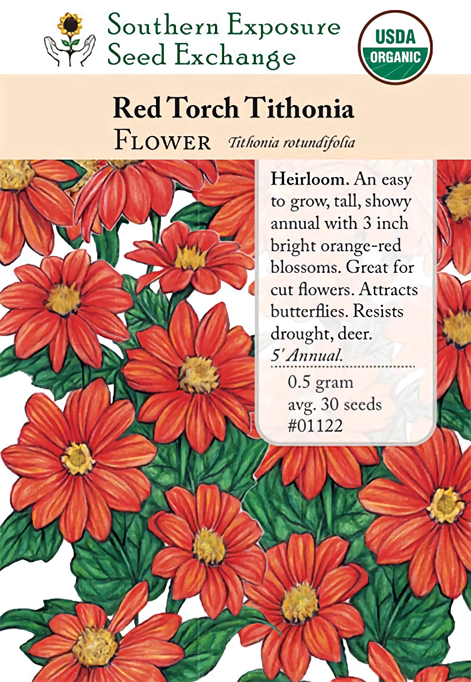 orange plant with red seeds Red Torch Tithonia