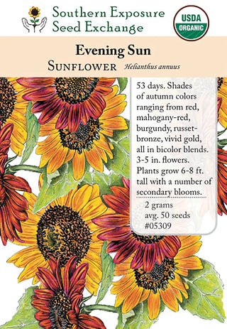 05309 - Sunflower, Evening Sun