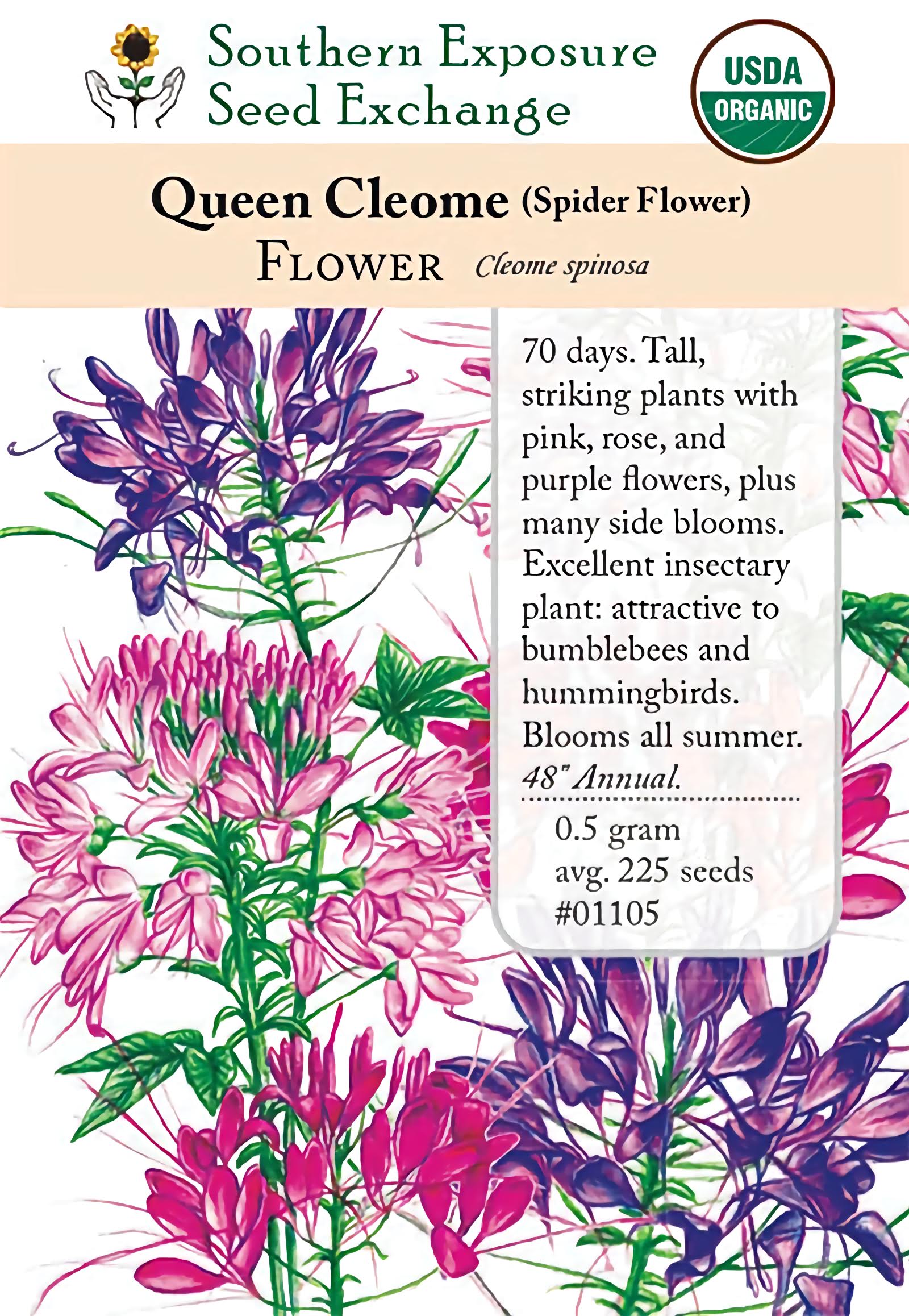 cleome rose queen seeds Spider Flower Queen Mix Cleome