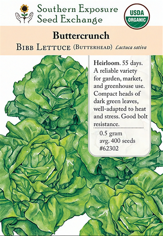 62302 - Buttercrunch Bibb (Butterhead)