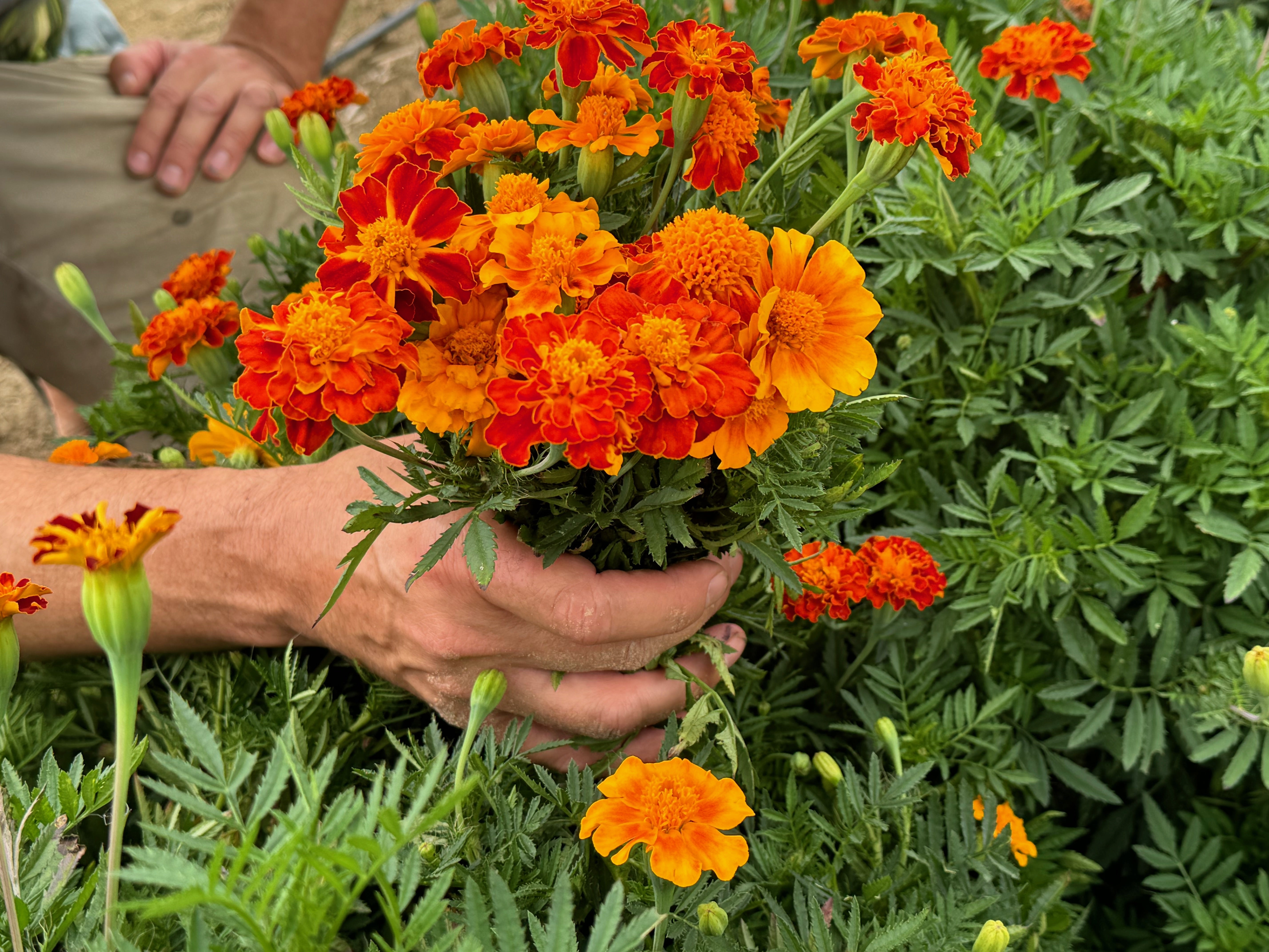 marigold french sparky seeds 01218