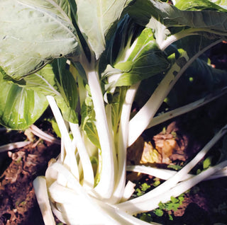 22504 - White-Stemmed Pak Choi