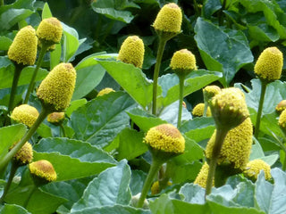 71298 - Buzz Buttons (Spilanthes)