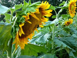 05312 - Sunflower, Sunspot