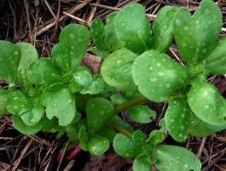 71299 - Purslane, Golden
