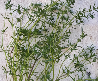 71242 - Savory, Summer