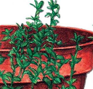 71304 - Thyme, Summer